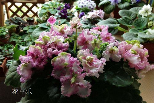 染头发中文人妻无码一区二区三区，色彩的瞬间转换与自我表达